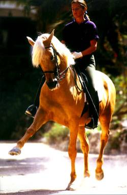 lusitano.jpg